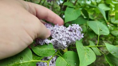 Leylak elinde ağır çekim videosu. Güzel mor bir leylak elinde. Adam leylağa elleriyle dokunuyor..