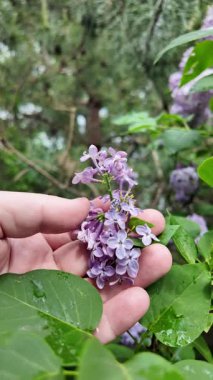 Leylak elinde ağır çekim videosu. Güzel mor bir leylak elinde. Adam leylağa elleriyle dokunuyor..