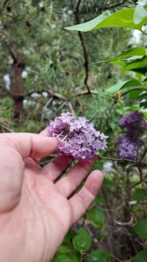 Leylak elinde ağır çekim videosu. Güzel mor bir leylak elinde. Adam leylağa elleriyle dokunuyor..