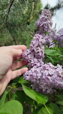 Leylak elinde ağır çekim videosu. Güzel mor bir leylak elinde. Adam leylağa elleriyle dokunuyor..