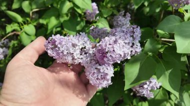 Leylak elinde ağır çekim videosu. Güzel mor bir leylak elinde. Adam leylağa elleriyle dokunuyor..