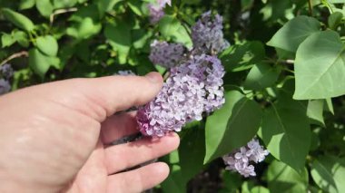 Leylak elinde ağır çekim videosu. Güzel mor bir leylak elinde. Adam leylağa elleriyle dokunuyor..