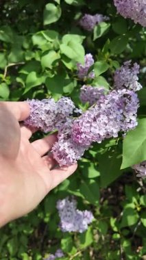 Leylak elinde ağır çekim videosu. Güzel mor bir leylak elinde. Adam leylağa elleriyle dokunuyor..