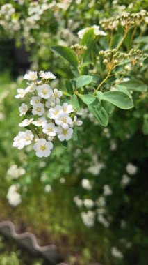 Spiraea Vanhouttei. Spiraea Vanhouttei çalıları baharda çiçek açar. Yavaş çekim video Spiraea Vanhouttei