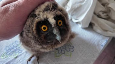Uzun kulaklı baykuş yavrusu. Küçük baykuş. Baykuş besleyen bir adam. Kuş gözlerini kırpıyor. Yavaş çekim videosu.