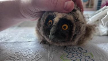 Uzun kulaklı baykuş yavrusu. Küçük baykuş. Baykuş besleyen bir adam. Kuş gözlerini kırpıyor. Yavaş çekim videosu.