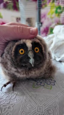 Uzun kulaklı baykuş yavrusu. Küçük baykuş. Baykuş besleyen bir adam. Kuş gözlerini kırpıyor. Yavaş çekim videosu.