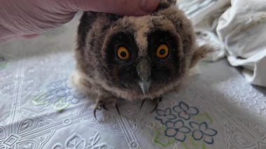 Uzun kulaklı baykuş yavrusu. Küçük baykuş. Baykuş besleyen bir adam. Kuş gözlerini kırpıyor. Yavaş çekim videosu.