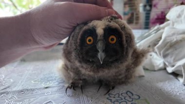 Uzun kulaklı baykuş yavrusu. Küçük baykuş. Baykuş besleyen bir adam. Kuş gözlerini kırpıyor. Yavaş çekim videosu.