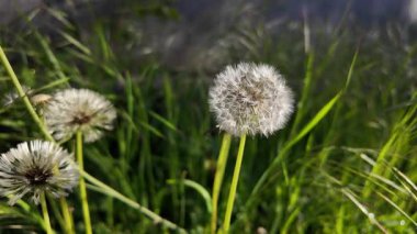 Beyaz karahindiba yavaş çekim videosu. Rüzgarda sallanan karahindiba yavaş çekim videosu.