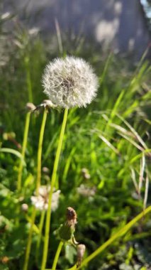 Beyaz karahindiba yavaş çekim videosu. Rüzgarda sallanan karahindiba yavaş çekim videosu.