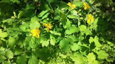 Chelidonium yavaş çekim videosu. Chelidonium ağır çekimde sallanıyor. Celandine çalısı.