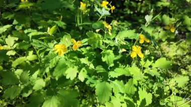 Chelidonium yavaş çekim videosu. Chelidonium ağır çekimde sallanıyor. Celandine çalısı.
