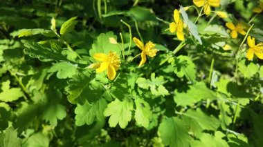 Chelidonium yavaş çekim videosu. Chelidonium ağır çekimde sallanıyor. Celandine çalısı.