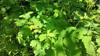 Chelidonium yavaş çekim videosu. Chelidonium ağır çekimde sallanıyor. Celandine çalısı.