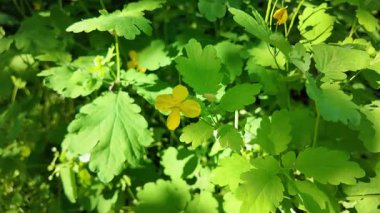 Chelidonium yavaş çekim videosu. Chelidonium ağır çekimde sallanıyor. Celandine çalısı.