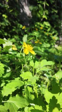 Chelidonium yavaş çekim videosu. Chelidonium ağır çekimde sallanıyor. Celandine çalısı.