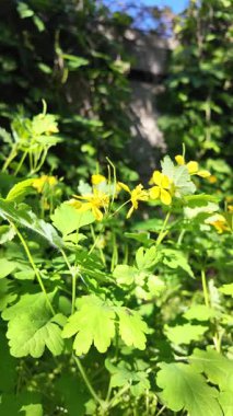 Chelidonium yavaş çekim videosu. Chelidonium ağır çekimde sallanıyor. Celandine çalısı.