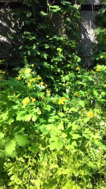 Chelidonium yavaş çekim videosu. Chelidonium ağır çekimde sallanıyor. Celandine çalısı.