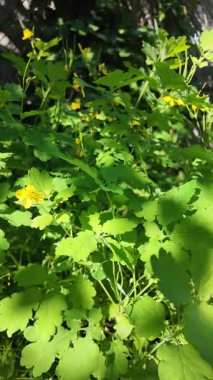 Chelidonium yavaş çekim videosu. Chelidonium ağır çekimde sallanıyor. Celandine çalısı.
