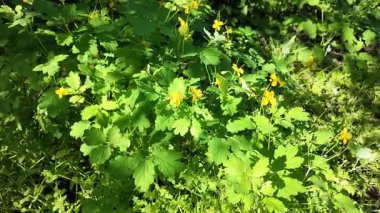 Chelidonium yavaş çekim videosu. Chelidonium ağır çekimde sallanıyor. Celandine çalısı.