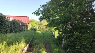 Kalın yeşil çimenlerde patika. Yol boyunca uzun otlar. Yavaş çekim video doğal bahar manzarası.