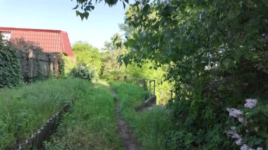 Kalın yeşil çimenlerde patika. Yol boyunca uzun otlar. Yavaş çekim video doğal bahar manzarası.