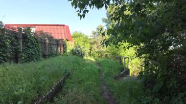 Kalın yeşil çimenlerde patika. Yol boyunca uzun otlar. Yavaş çekim video doğal bahar manzarası.