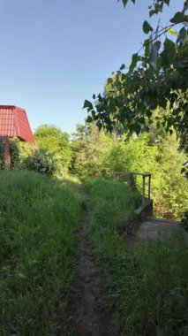 Kalın yeşil çimenlerde patika. Yol boyunca uzun otlar. Yavaş çekim video doğal bahar manzarası.