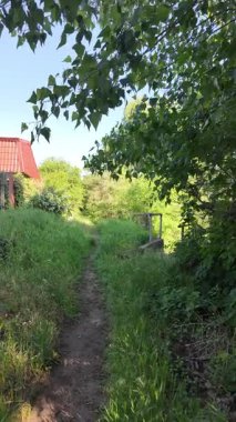 Kalın yeşil çimenlerde patika. Yol boyunca uzun otlar. Yavaş çekim video doğal bahar manzarası.