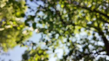 Soyut yeşil arkaplan. Mavi bulanık arkaplan. Ağaç dallarıyla bulanık video. Gökyüzü arka planındaki dallar. Ağaçların arasından ışık huzmeleri.