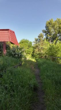 Kalın yeşil çimenlerde patika. Yol boyunca uzun otlar. Yavaş çekim video doğal bahar manzarası.