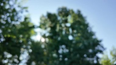 Soyut yeşil arkaplan. Mavi bulanık arkaplan. Ağaç dallarıyla bulanık video. Gökyüzü arka planındaki dallar. Ağaçların arasından ışık huzmeleri.