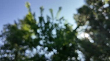 Soyut yeşil arkaplan. Mavi bulanık arkaplan. Ağaç dallarıyla bulanık video. Gökyüzü arka planındaki dallar. Ağaçların arasından ışık huzmeleri.