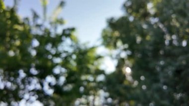 Soyut yeşil arkaplan. Mavi bulanık arkaplan. Ağaç dallarıyla bulanık video. Gökyüzü arka planındaki dallar. Ağaçların arasından ışık huzmeleri.