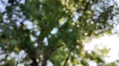 Soyut yeşil arkaplan. Mavi bulanık arkaplan. Ağaç dallarıyla bulanık video. Gökyüzü arka planındaki dallar. Ağaçların arasından ışık huzmeleri.