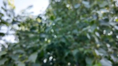 Soyut yeşil arkaplan. Mavi bulanık arkaplan. Ağaç dallarıyla bulanık video. Gökyüzü arka planındaki dallar. Ağaçların arasından ışık huzmeleri.