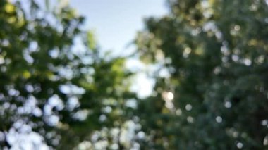 Soyut yeşil arkaplan. Mavi bulanık arkaplan. Ağaç dallarıyla bulanık video. Gökyüzü arka planındaki dallar. Ağaçların arasından ışık huzmeleri.