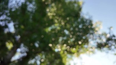 Soyut yeşil arkaplan. Mavi bulanık arkaplan. Ağaç dallarıyla bulanık video. Gökyüzü arka planındaki dallar. Ağaçların arasından ışık huzmeleri.