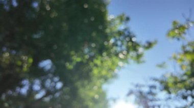 Soyut yeşil arkaplan. Mavi bulanık arkaplan. Ağaç dallarıyla bulanık video. Gökyüzü arka planındaki dallar. Ağaçların arasından ışık huzmeleri.