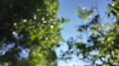 Soyut yeşil arkaplan. Mavi bulanık arkaplan. Ağaç dallarıyla bulanık video. Gökyüzü arka planındaki dallar. Ağaçların arasından ışık huzmeleri.