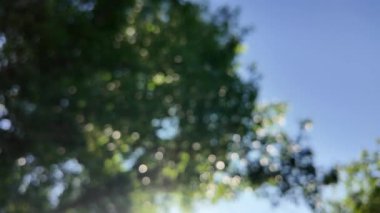 Soyut yeşil arkaplan. Mavi bulanık arkaplan. Ağaç dallarıyla bulanık video. Gökyüzü arka planındaki dallar. Ağaçların arasından ışık huzmeleri.