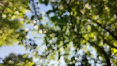 Soyut yeşil arkaplan. Mavi bulanık arkaplan. Ağaç dallarıyla bulanık video. Gökyüzü arka planındaki dallar. Ağaçların arasından ışık huzmeleri.