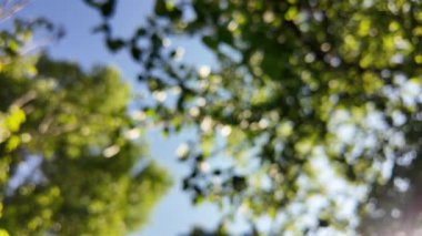 Soyut yeşil arkaplan. Mavi bulanık arkaplan. Ağaç dallarıyla bulanık video. Gökyüzü arka planındaki dallar. Ağaçların arasından ışık huzmeleri.