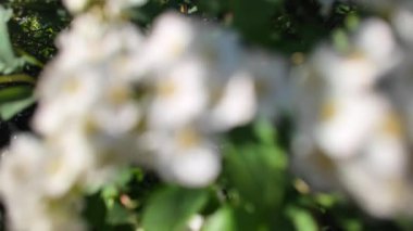 Soyut beyaz arkaplan. Bulanık çiçek arkaplanı.