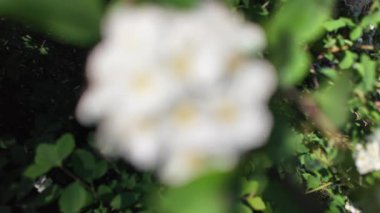 Soyut beyaz arkaplan. Bulanık çiçek arkaplanı.