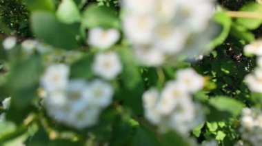 Soyut beyaz arkaplan. Bulanık çiçek arkaplanı.