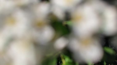 Soyut beyaz arkaplan. Bulanık çiçek arkaplanı.