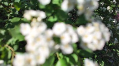 Soyut beyaz arkaplan. Bulanık çiçek arkaplanı.