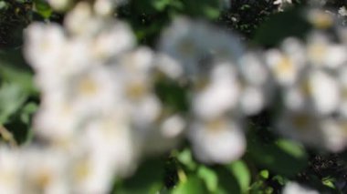 Soyut beyaz arkaplan. Bulanık çiçek arkaplanı.